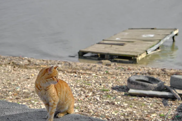 ウルアバットトルコの湖の近くでかわいいと黄色の猫 ブルサ ゴリアジ アポリュオン — ストック写真