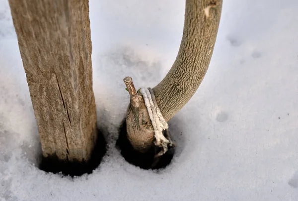 Small lemon tree branch coming under the snow accumulation. Winter thema and plants.