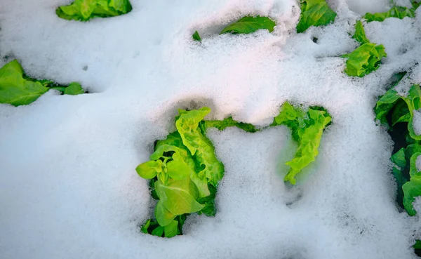 Grüne Pflanzen Salatblätter Unter Dem Schnee Kalten Und Winterlichen Tagen — Stockfoto