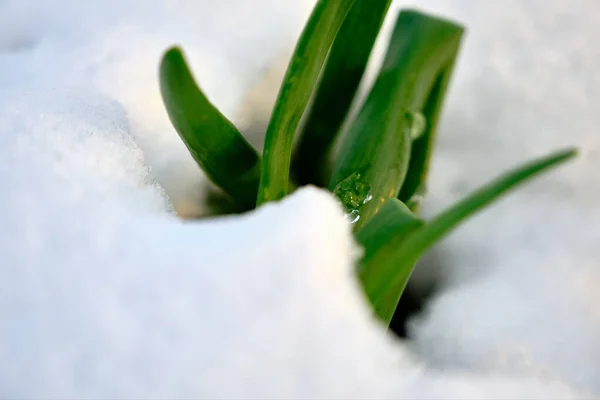 Grüne Pflanzen Salatblätter Unter Dem Schnee Kalten Und Winterlichen Tagen — Stockfoto