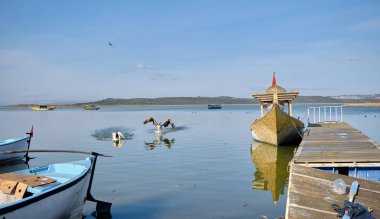 Göldeki kuşlar. Büyük pelikanlar suya inerken klasik tarzda böbürlenirler. Golyazi (Apolyont), Uluabat, Bursa, Türkiye. 22.01.2021.