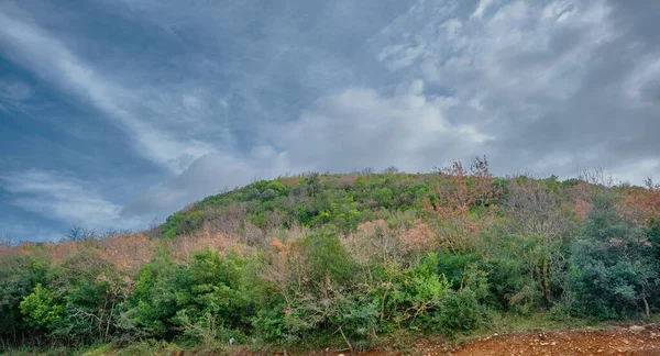 Muchos Tonos Diferentes Colores Verdes Marrones Planta Pequeña Colina Con — Foto de Stock