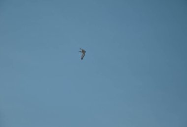 Parlak gökyüzünde uçan büyük bir leylek 