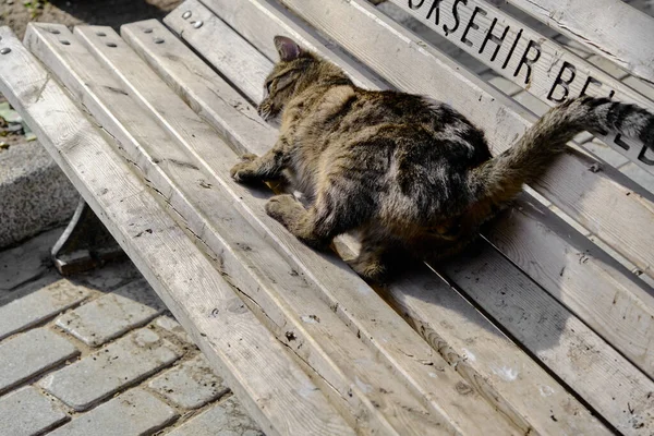 Foto Primer Plano Maravilloso Gato Ojos Verdes Acostado Banco Calle —  Fotos de Stock