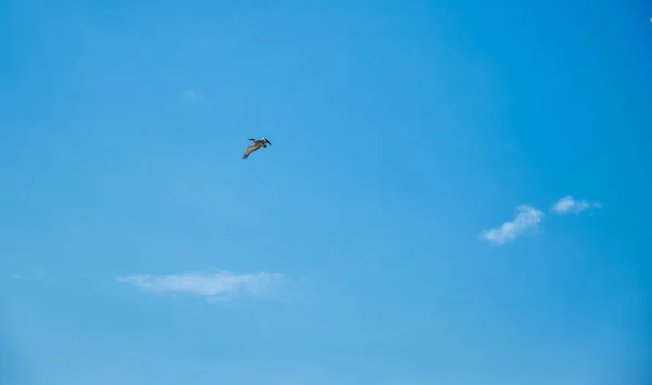 Parlak Gökyüzünde Uçan Büyük Bir Leylek — Stok fotoğraf