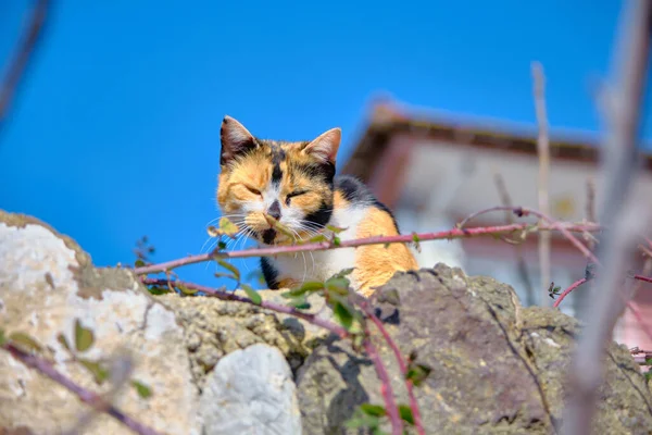 Yüzünde Kırmızı Beyaz Siyah Renkler Olan Renkli Bir Kedi Bulanık — Stok fotoğraf