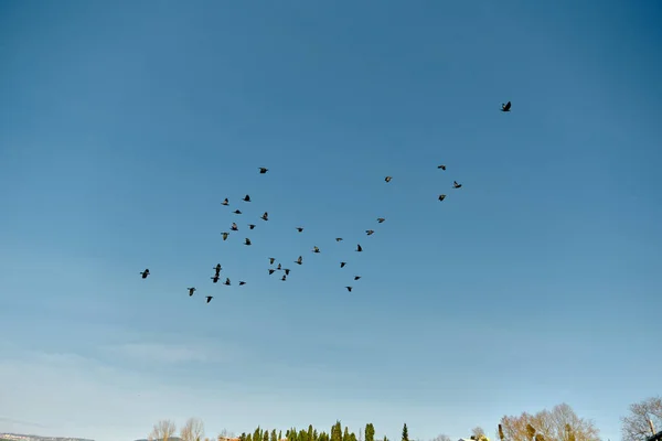 Grupos Aves Cielo Lago Golyazi Uluabat Parte Superior Los Árboles — Foto de Stock