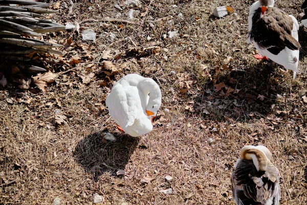 Grupos Patos Dormindo Costa Lago Uluabat Golyazi Bursa Turquia — Fotografia de Stock