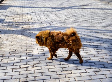 Turuncu ve kahverengi sokak köpeği Golyazi 'de kaldırım taşı caddesinde yürüyor. Saçlarında güneş ışığı olan Bursa..
