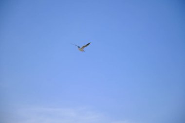 Dev martı Golyazi 'de parlak ve mavi gökyüzünde uçuyor. Bursa..