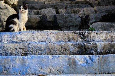 Siyah ve beyaz renkli kedi taştan yapılmış antik merdivenlerde dikiliyordu..