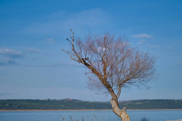 Παλιό Και Αποξηραμένο Δέντρο Και Νησί Και Λίμνη Uluabat Φόντο — Φωτογραφία Αρχείου