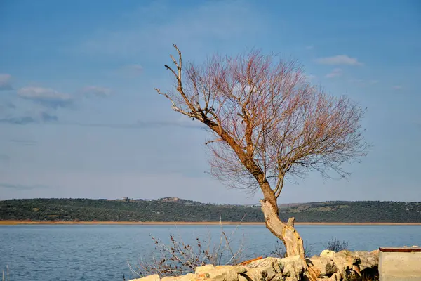 Eski Kurumuş Ağaç Ada Uluabat Gölü Taşların Yanındaki Yalnız Ağaç — Stok fotoğraf