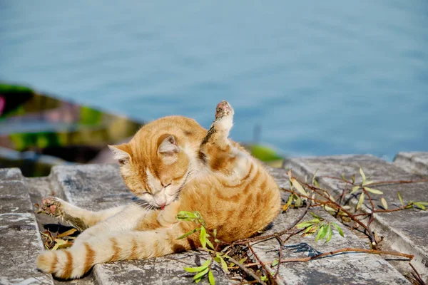 Yellow cat standing on the wood with the lake background. Cat licking its body.