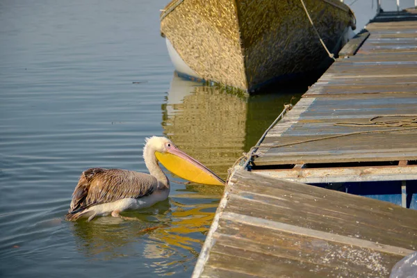 Dois Pelicanos Nadando Lago Uluabat Durante Dia Ensolarado Pássaros Grandes — Fotografia de Stock