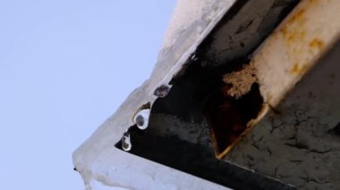 Buz ve buzdan gelen su damlaları. Kış fotoğrafı ve çatının aşındırıcı metal parçası. Yavaş çekim videosu.