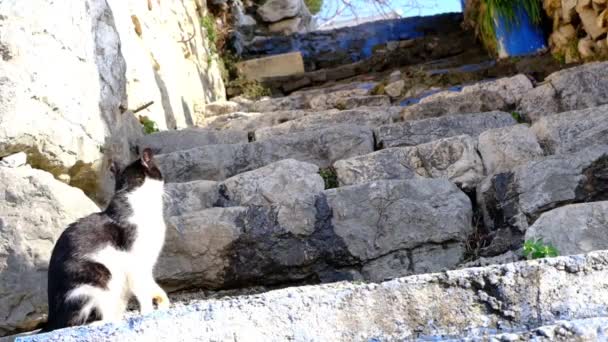 Slowmotion Video Black White Colored Cat Standing Ancient Style Stairs — Stock Video