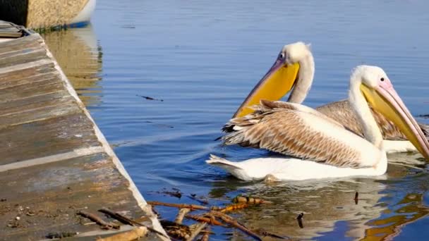 Zeitlupenvideo Zwei Große Vogelpelikane Schwimmen Auf Teich Und See Kleiner — Stockvideo