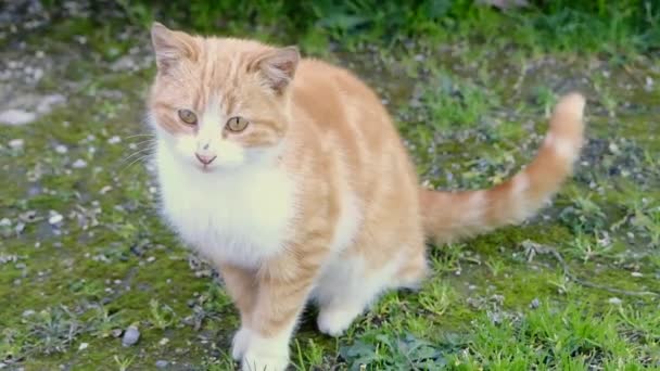 Vídeo Câmara Lenta Gato Colorido Bonito Laranja Branco Gato Está — Vídeo de Stock