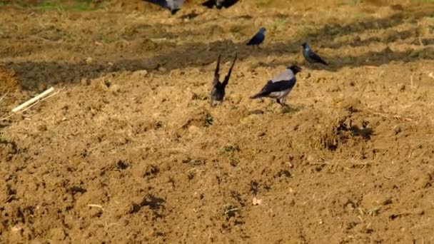 耕作地や泥の上に黒いカラスのグループ カラスは歩く ジャンプする 着陸する — ストック動画