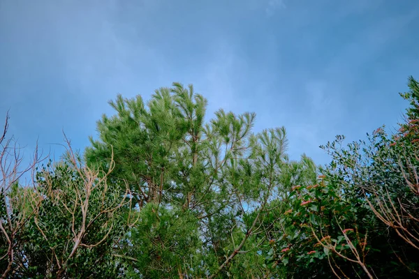 Riesige Und Grüne Farbe Der Kiefer Und Heller Himmel Hintergrund — Stockfoto