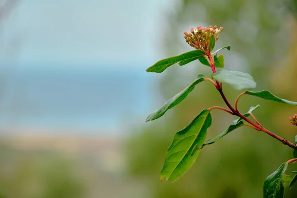 Flor Vermelha Roxa Pendurada Árvore Florestas Juntamente Com Céu Borrado — Fotografia de Stock