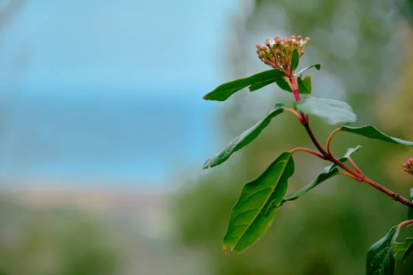 Flor Vermelha Roxa Pendurada Árvore Florestas Juntamente Com Céu Borrado — Fotografia de Stock