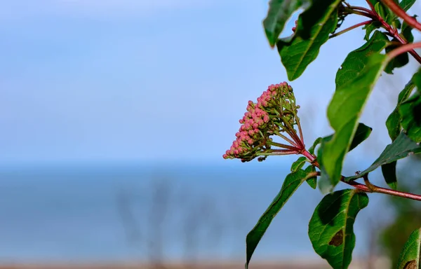 Flor Vermelha Roxa Pendurada Árvore Florestas Juntamente Com Céu Borrado — Fotografia de Stock