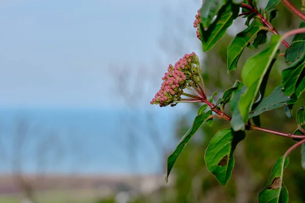 Red Purple Flower Hanging Tree Forests Together Blurred Sky Sea — Stock Photo, Image