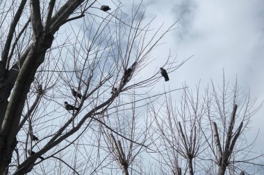 Dev ağaçlar gökyüzüne kadar uzanıyor. Kurumuş ve kurumuş dallar. Kara kargalar büyük ağaçların dallarına konuyor..