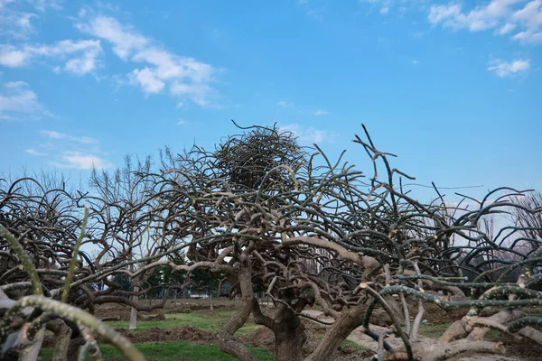 Albero Essiccato Appassito Inverno Ramo Alberi Sono Mescolati Insieme Geometria — Foto Stock