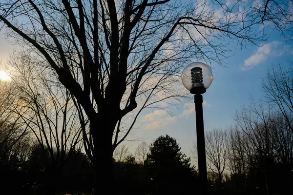 Старый Подержанный Фонарный Столб Уличная Лампа Высохшим Деревом Великолепным Небом — стоковое фото