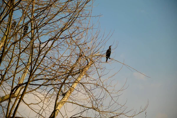 Czarne Ptaki Lub Kaczki Lądujące Ogromnym Uschniętym Wysuszonym Drzewie Sunshine — Zdjęcie stockowe