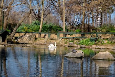 Küçük gölette beyaz kuğu ve onun sudaki yansıması yeşil çimenler ve kurumuş ağaçlarla birlikte..