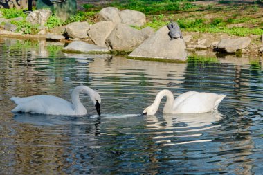 İki parça beyaz kuğu havuzun arkasında plastikle oynuyorlar.. 