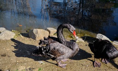 Siyah kuğu ve muhteşem kırmızı gözleri ve gagası gölün yanındaki güneşin altında..
