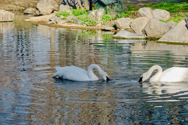 Two pieces white swans are playing on plastic back inside the pond.
