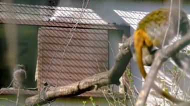 İmparator Tamarinler yuvalarına atlayıp birbirleriyle oynuyorlar. Yavaş çekim videosu. 