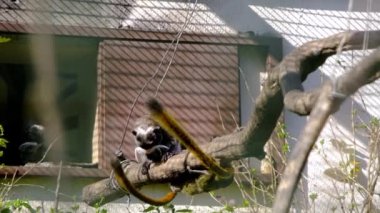 İmparator Tamarinler yuvalarına atlayıp birbirleriyle oynuyorlar. Yavaş çekim videosu. 