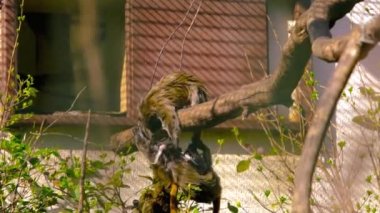 İmparator Tamarinler yuvalarına atlayıp birbirleriyle oynuyorlar. Yavaş çekim videosu. 