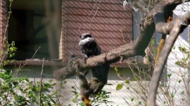 İmparator Tamarinler yuvalarına atlayıp birbirleriyle oynuyorlar. Yavaş çekim videosu. 