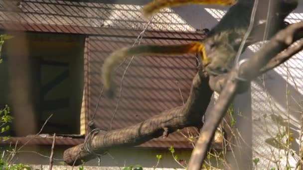 Mparator Tamarinler Yuvalarına Atlayıp Birbirleriyle Oynuyorlar Yavaş Çekim Videosu — Stok video