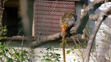 İmparator Tamarinler yuvalarına atlayıp birbirleriyle oynuyorlar. Yavaş çekim videosu. 