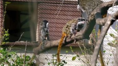 İmparator Tamarinler yuvalarına atlayıp birbirleriyle oynuyorlar. Yavaş çekim videosu. 