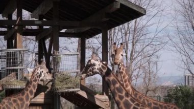 Hayvanat bahçesinde zürafa grupları. Zürafalar kurumuş ve kurumuş ot yiyorlar..