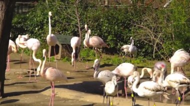 Flamingo grupları hayvanat bahçesindeki bir göletin yanında.