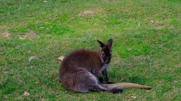 Egyedülálló, kicsi és aranyos kenguru ül a füvön, és néz körül egy állatkert parkban. Lassított mozgású videó