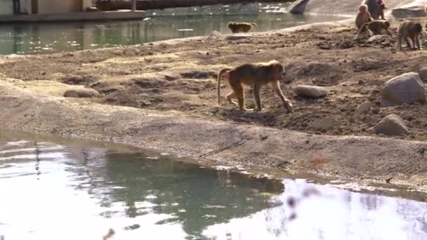 池の近くを歩いて石を持っている小さな猿 — ストック動画