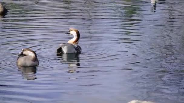 池や湖の上にカラフルなアヒル 彼らは水中で泳いでいる — ストック動画