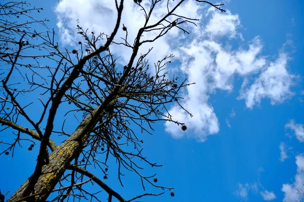 Dried and withered tree extends to lively magnificent blue sky and clouds.